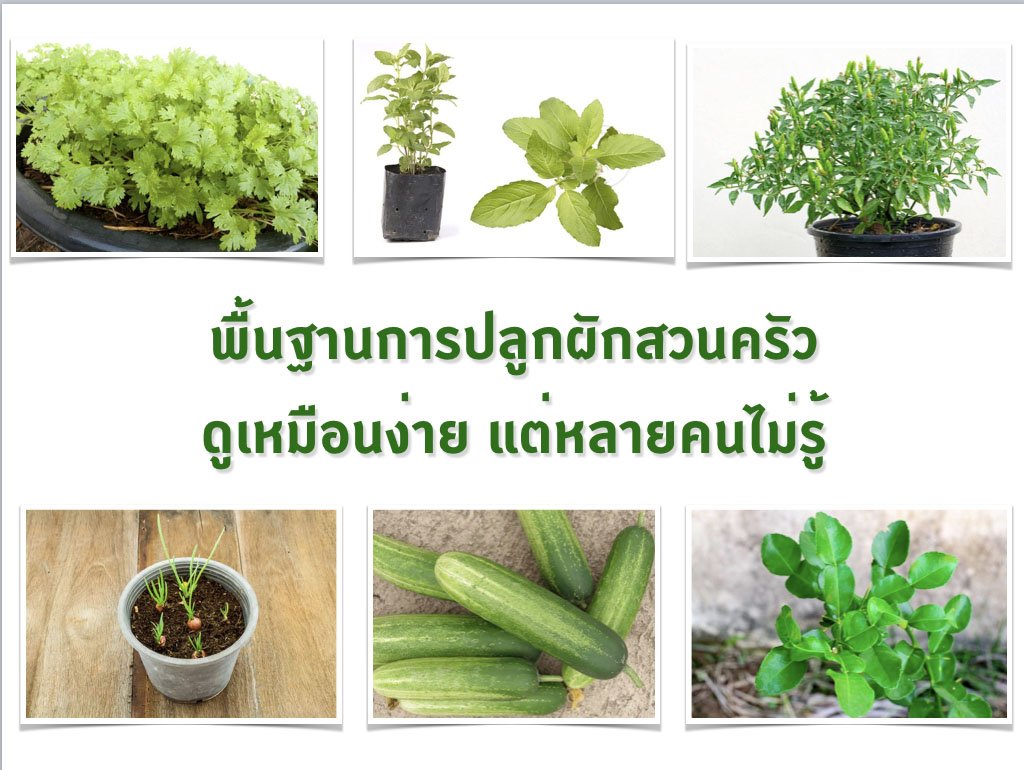 เคล็ดลับการปลูกให้ได้ผลให้เมล็ดงอกงาม เคล็ดลับการปลูกให้ได้ผลให้เมล็ดงอกงาม