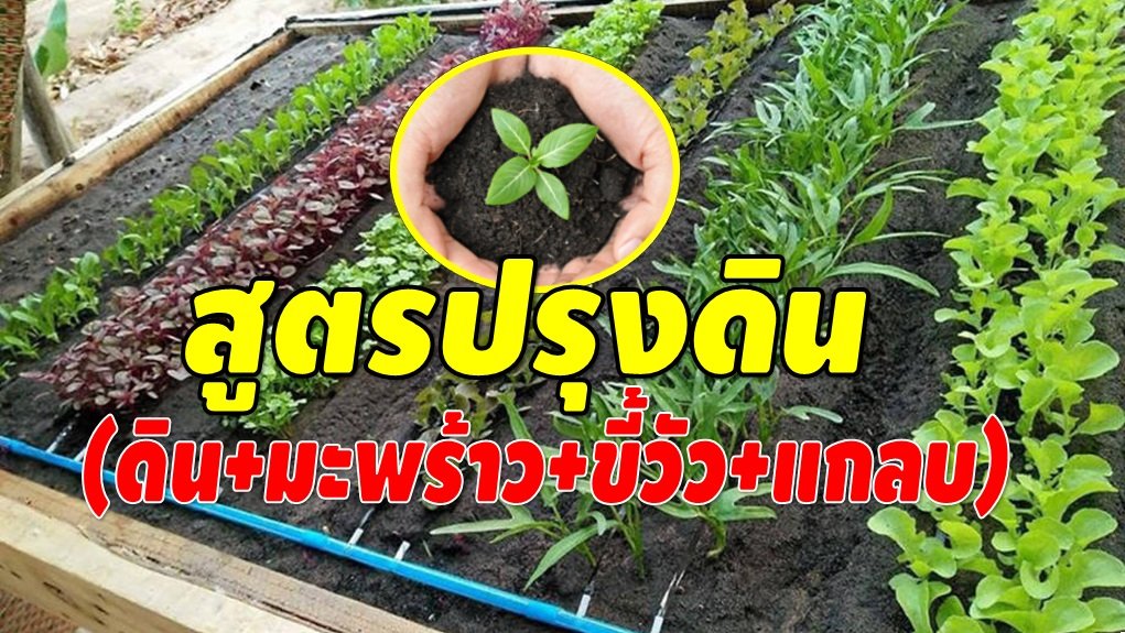 สูตรผสมดิน สำหรับปลูกต้นไม้ ปลูกผักสวนครัว สูตรผสมดิน สำหรับปลูกต้นไม้ ปลูกผักสวนครัว
