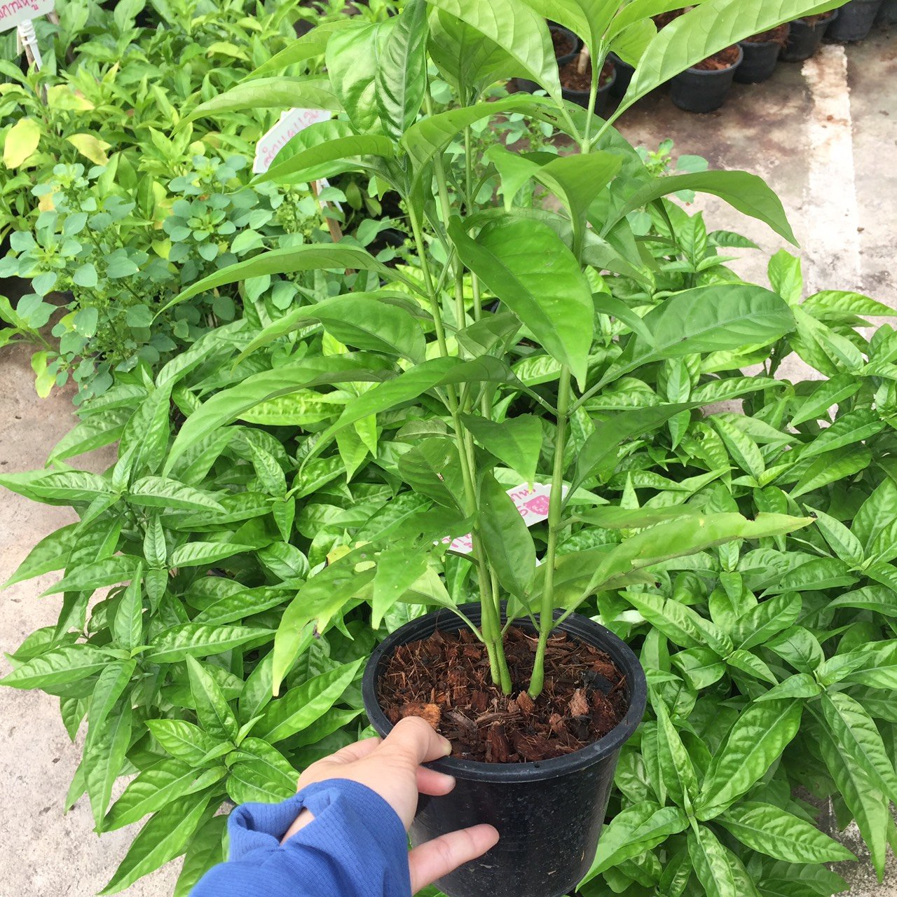 ว่านง็อก