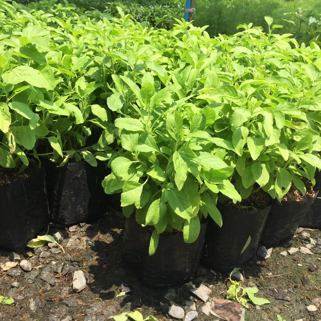 ปลูกกะเพราในกระถางยังไง? เคล็ดลับใบเล็กหอมเข้ม เก็บกินได้ตลอดปี ไม่โทรม