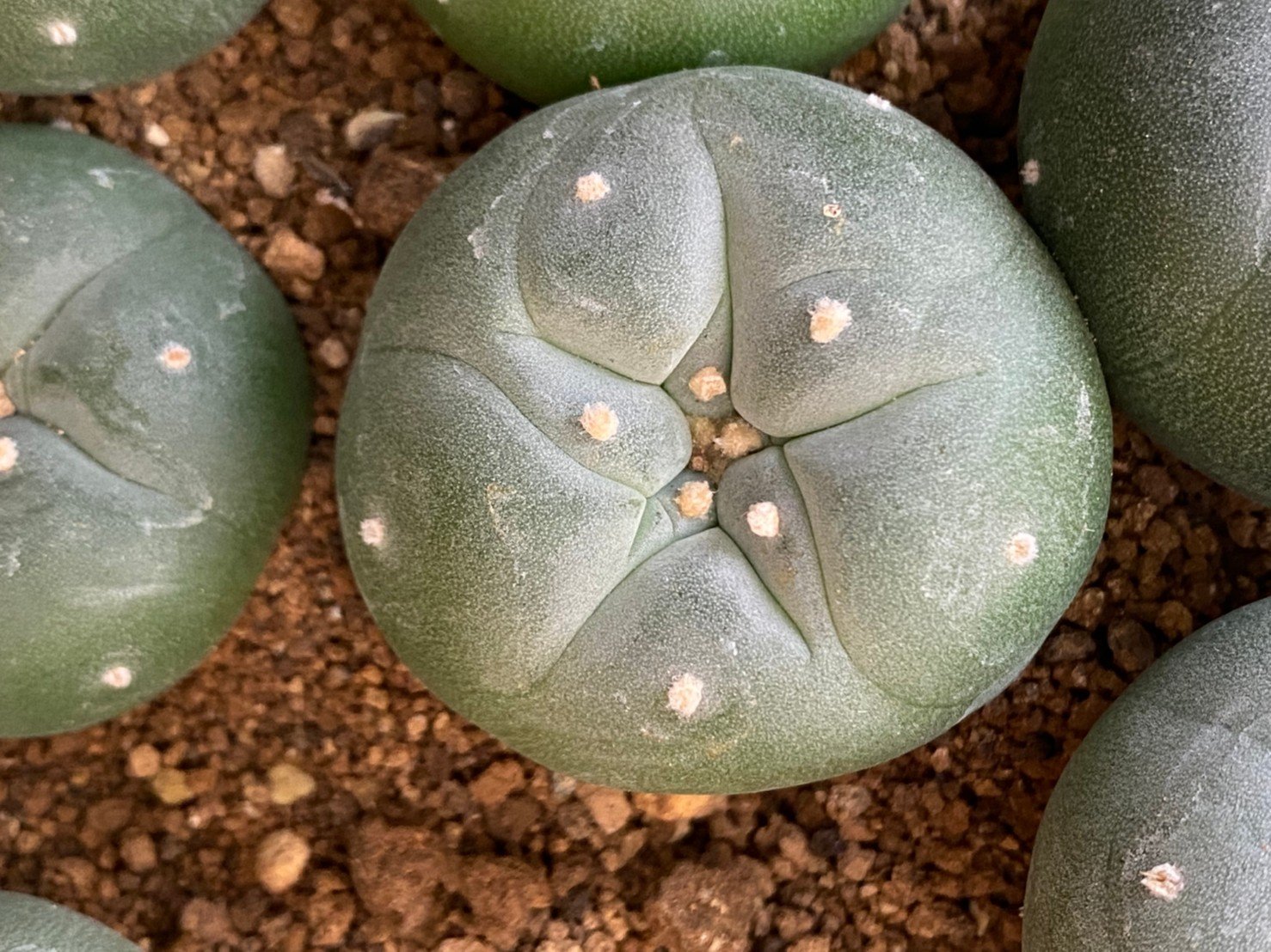 lophophora fricii super white size 3-4 cm japan import 7 years old - can give flower and seed including PHYTOSANITARY CERTIFICATES and cites document