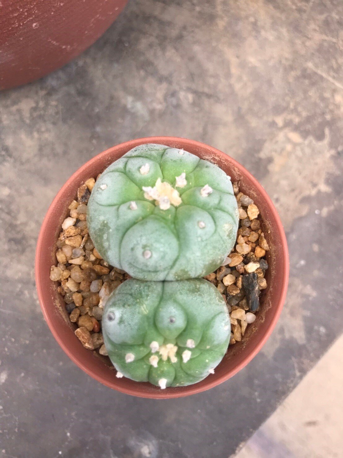 1 pot Lophophora fricii  -peyote -cactus -cacti -cactaceae