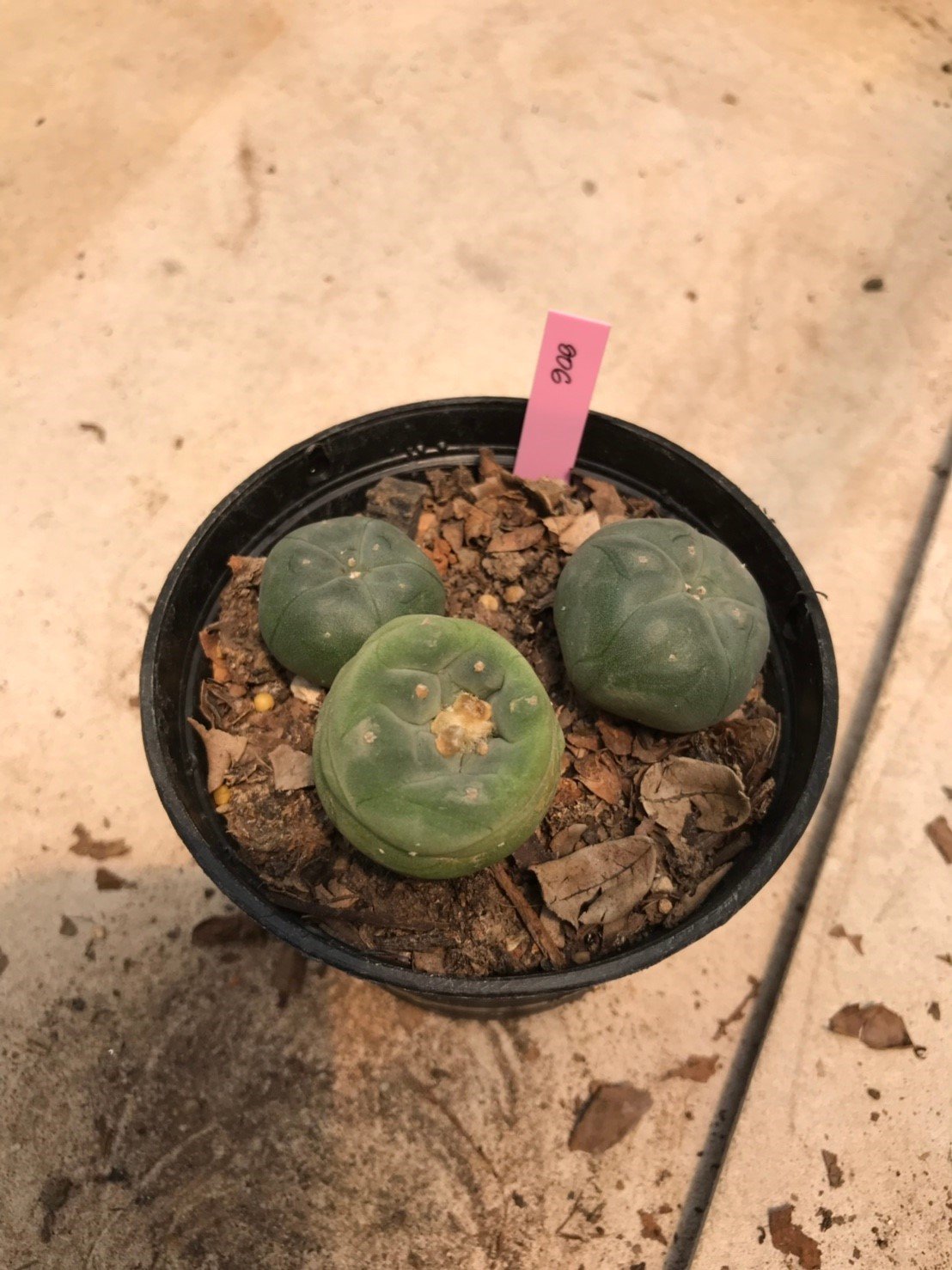 3 plants Lophophora williamsii texana variegata Peyote plants-cactus-cacti-cactaceae
