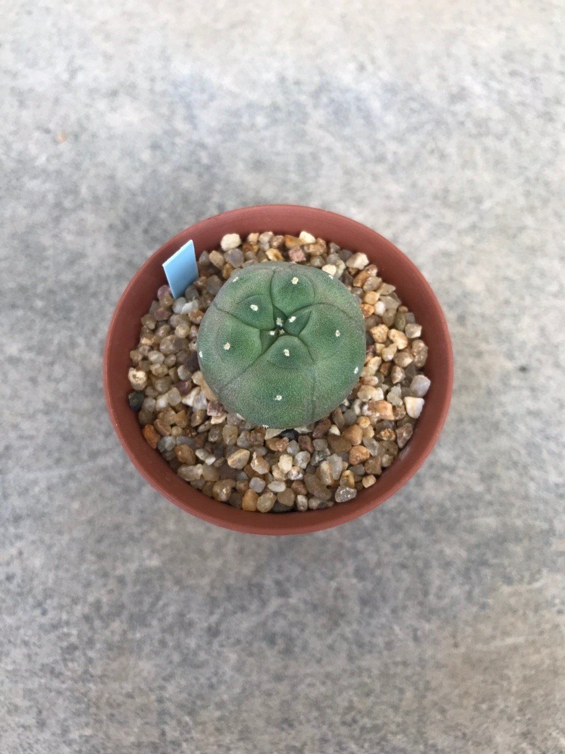 lophophora williamsii, Cactus, Cacti, Cactaceae