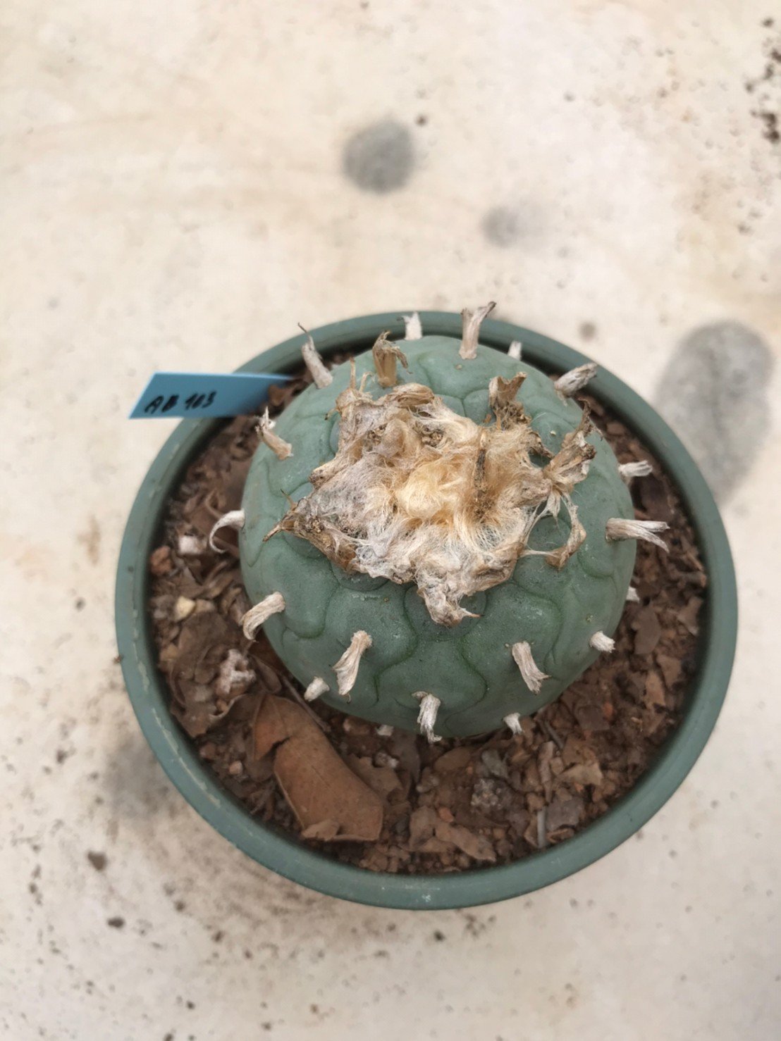 Lophophora fricii grow from seed 25 years old - can give flower and seed