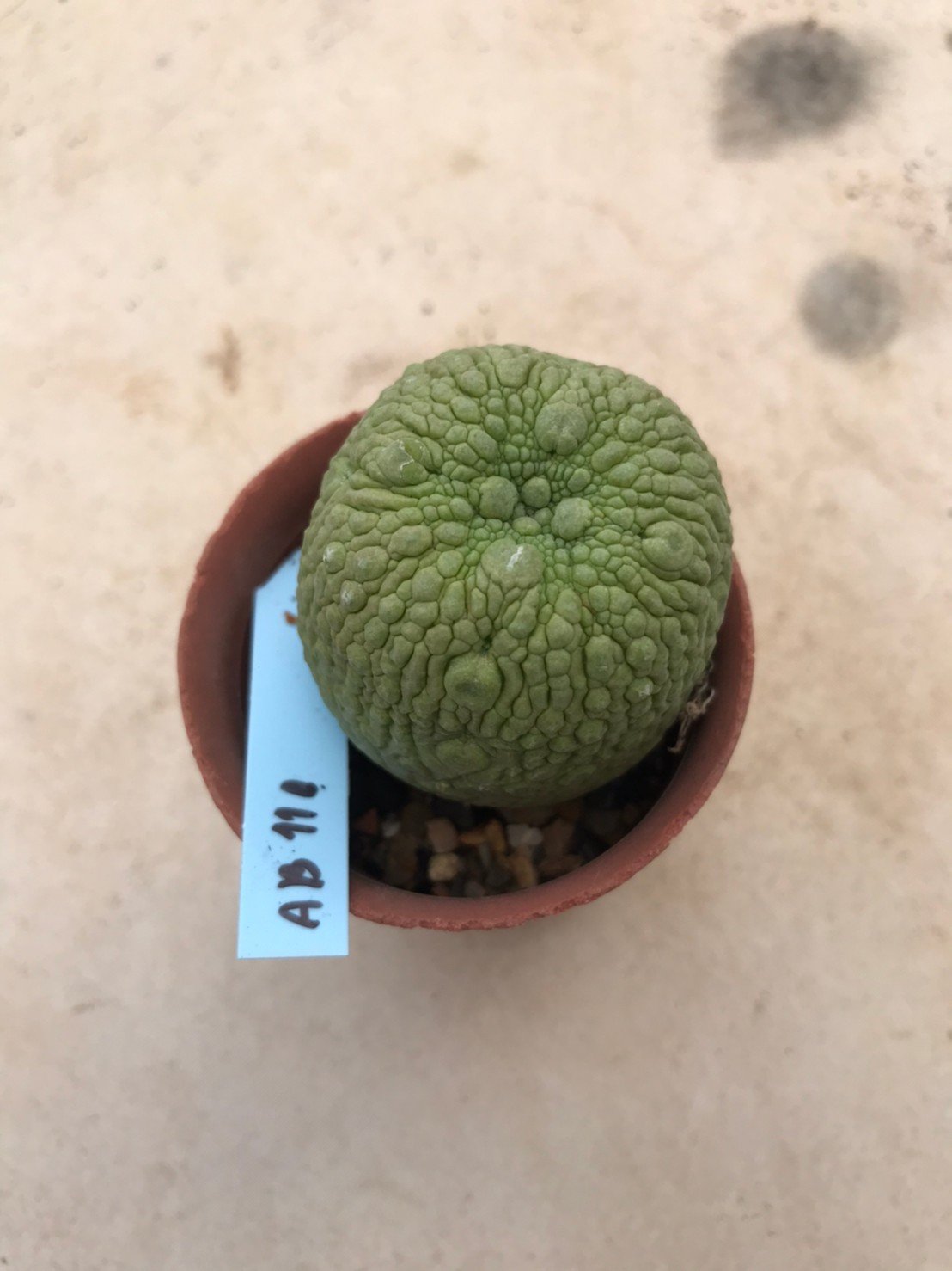 Pseudolithos grow from seed 5 years old - can give flower and seed