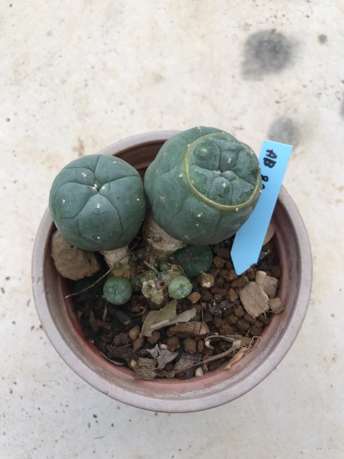 Lophophora williamsii 15 years old-grow from seed-can give flower and seed