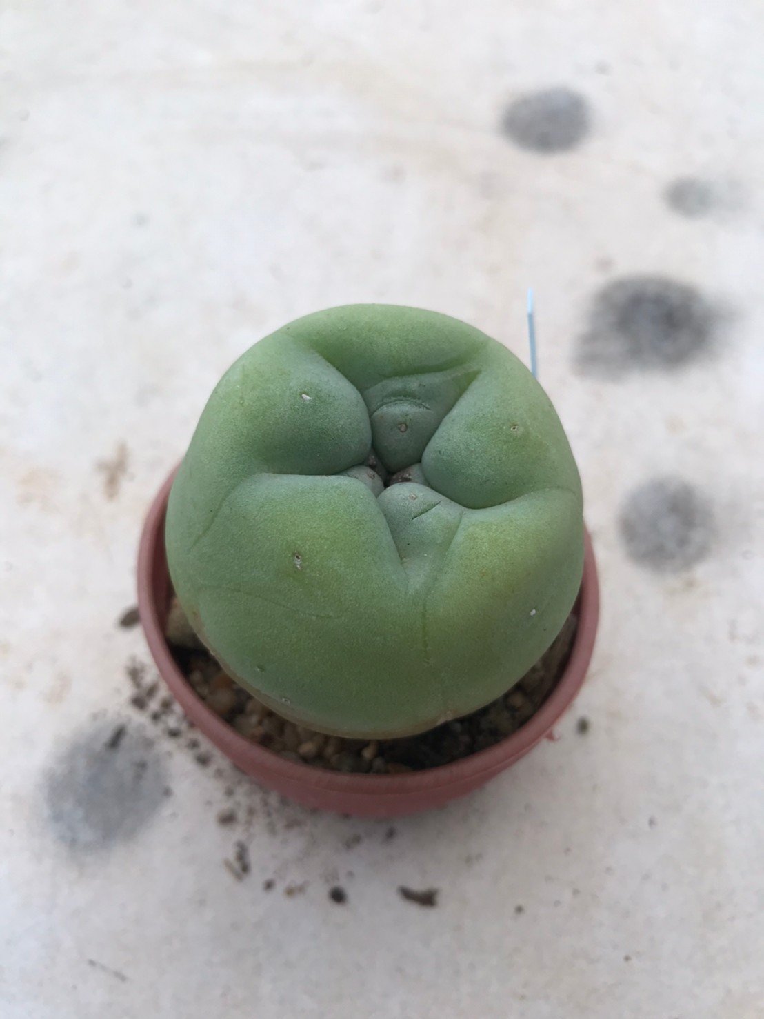 Lophophora diffusa 10 years old-grow from seed-can give flower and seed