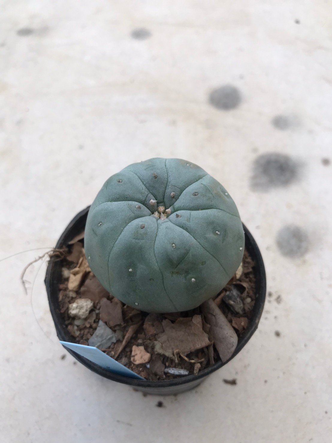 Lophophora williamsii  9 years old-grow from seed-can give flower and seed