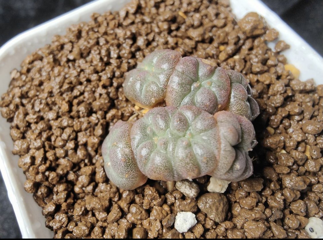 Lophophora williamsii  cristata  size 3 cm japan import 7 years old - can give flower and seed