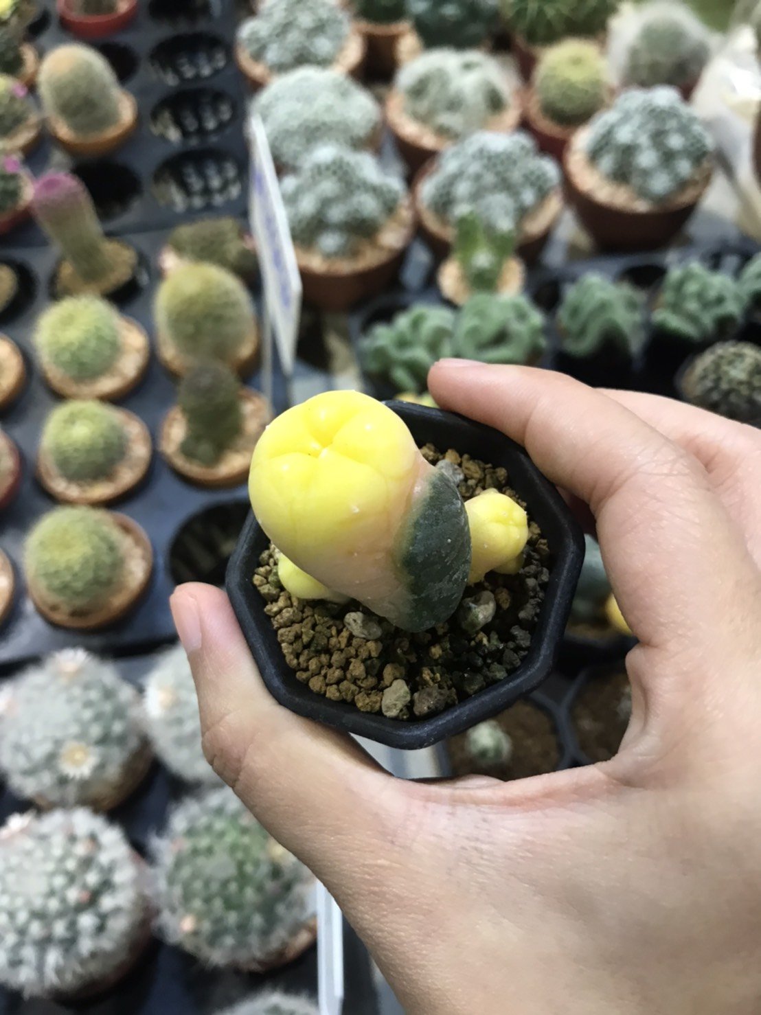 Lophophora williamsii  15 years old-grow from seed-can give flower and seed