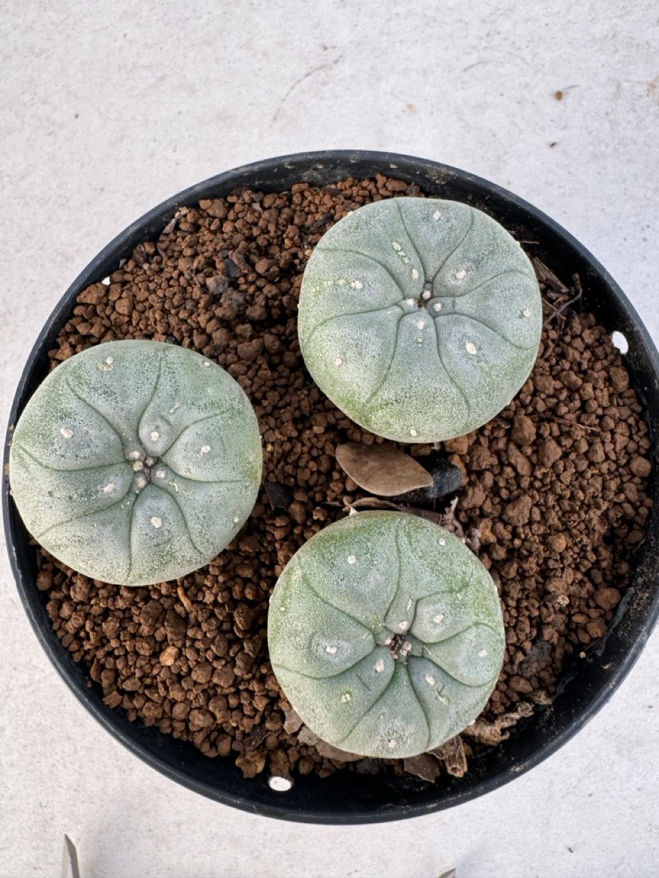 Lophophora williamsii 4-6 cm 10 years old seed ownroot flower seedling ...