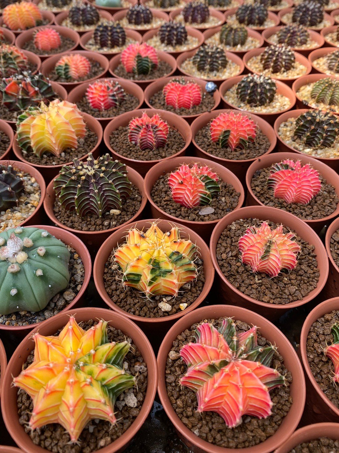 5 plants gymnocalycium mihanovichii 3-4 cm 5 years old ownroot grow from  seed
