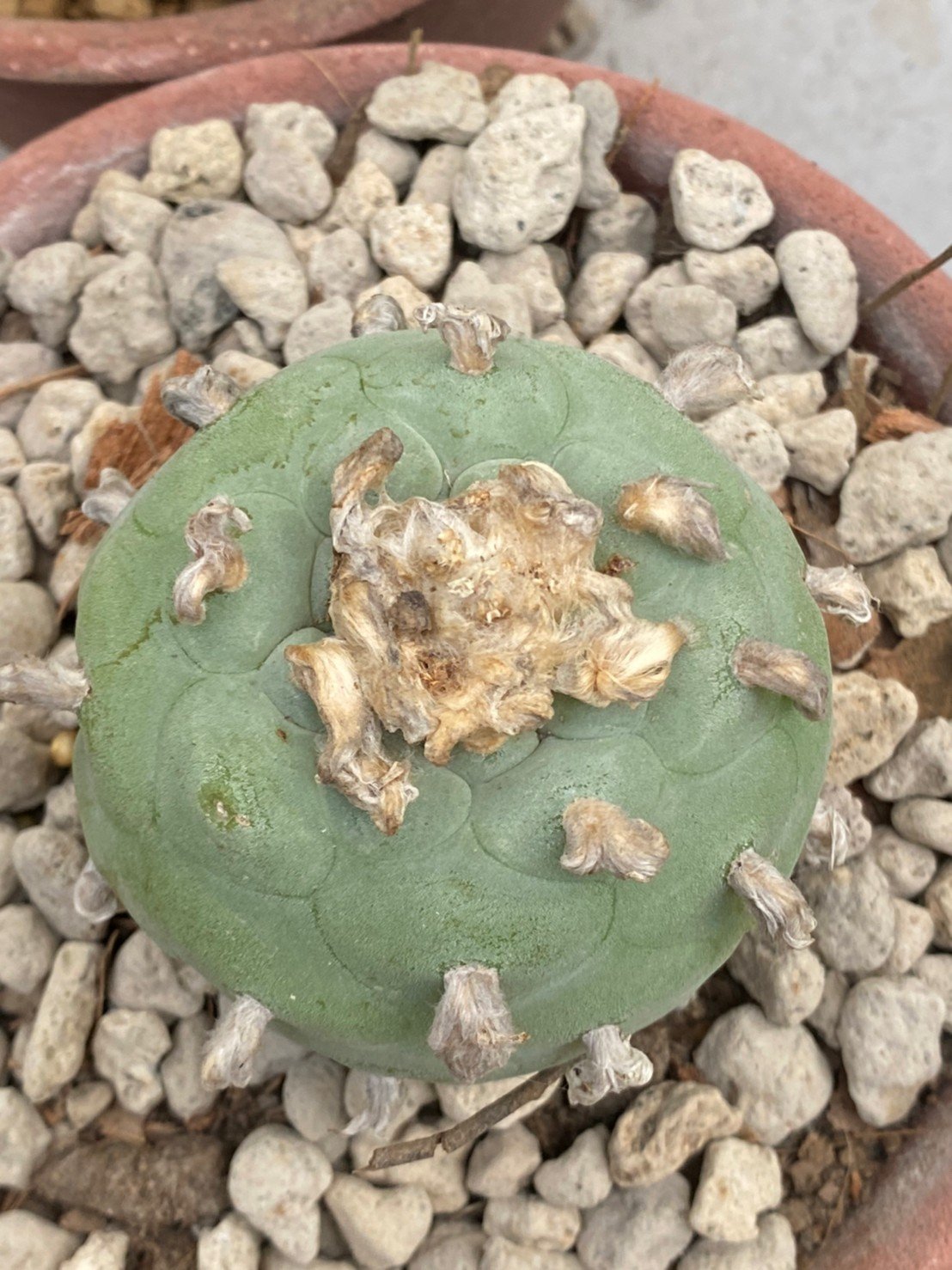 Lophophora diffusa 6-7 cm 15 years old ownroot grow from seed japan ...