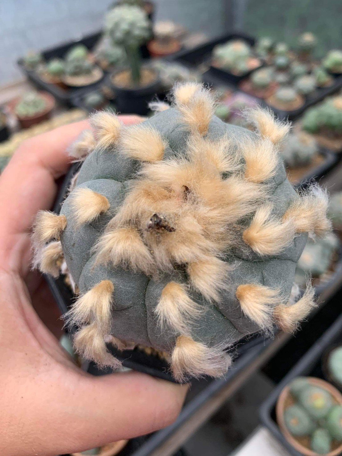 Lophophora williamsii 5-7 cm 17 years old ownroot grow from seed from Japan