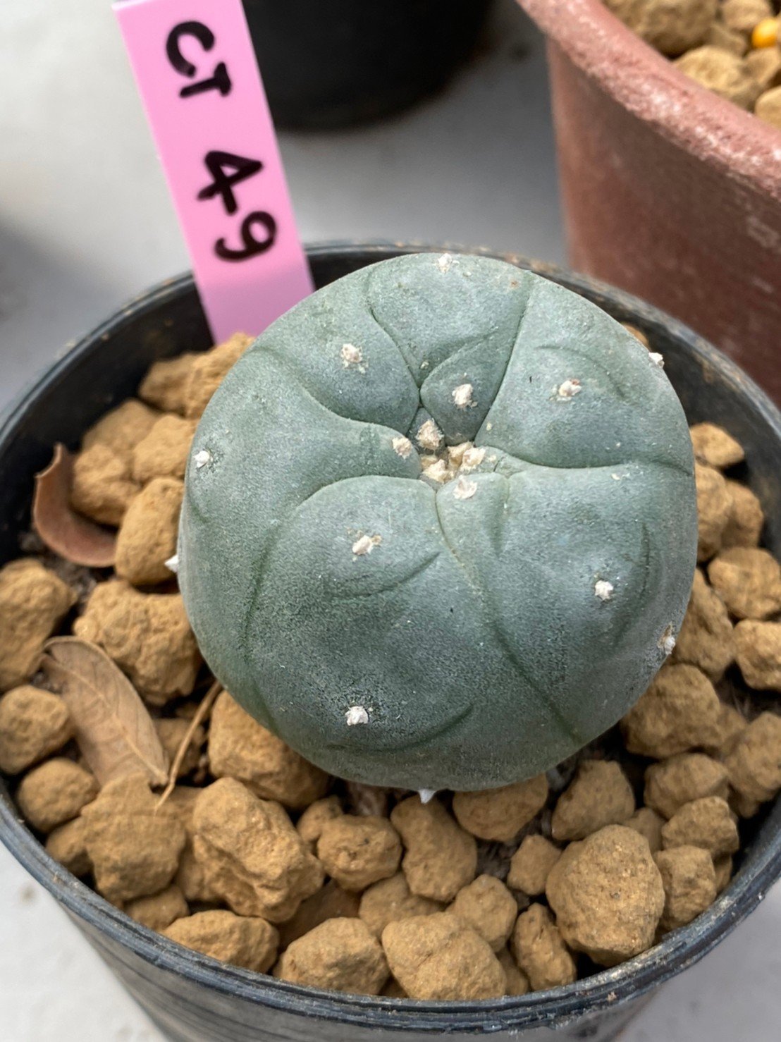Lophophora williamsii 4 cm 6 years old ownroot grow from seed