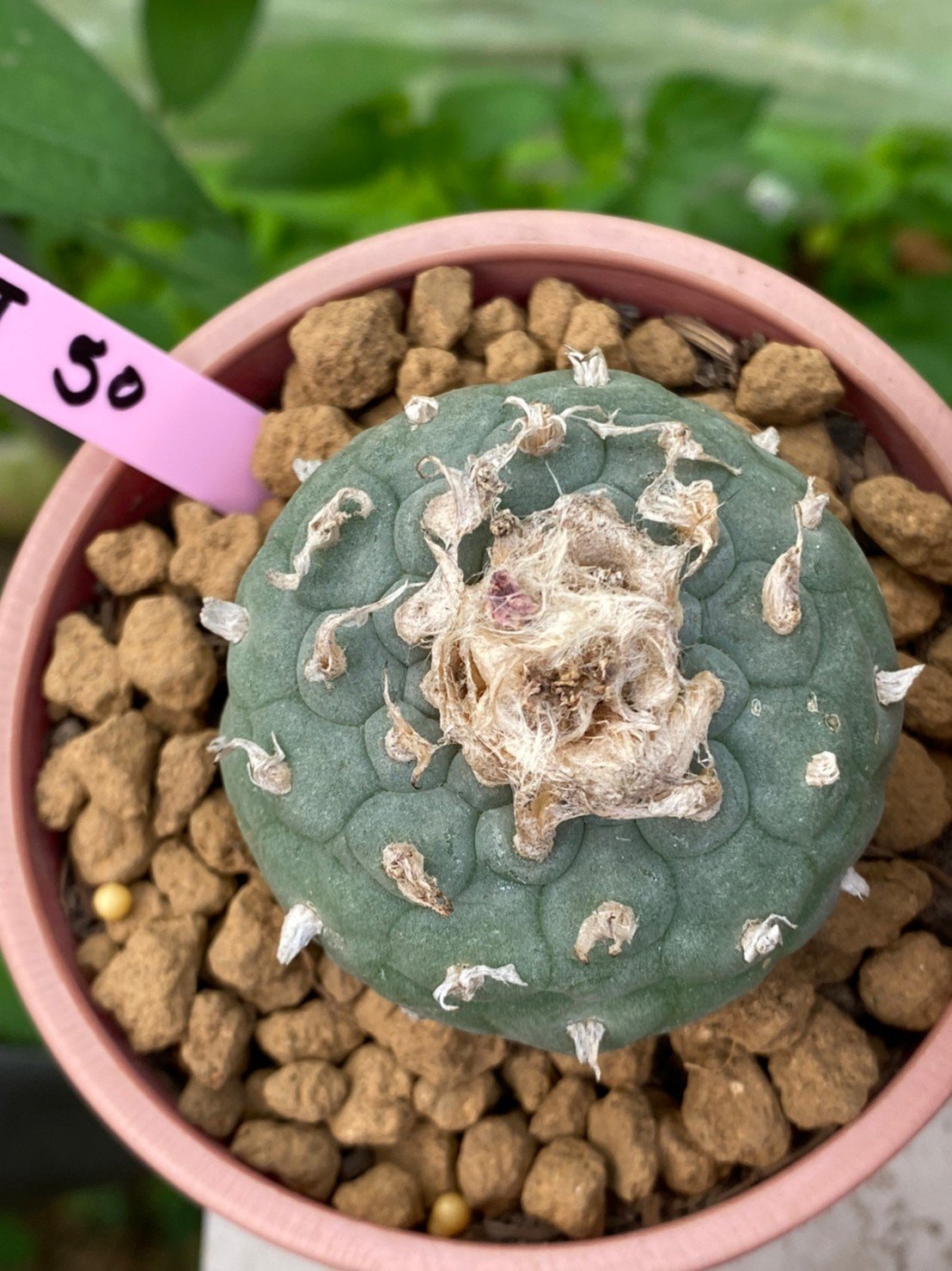 Lophophora williamsii 8-10 cm 16 years old ownroot grow from seed japan