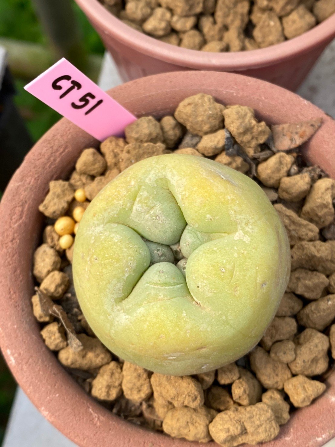 Lophophora Diffusa 6-7 cm 15 years old ownroot grow from seed japan