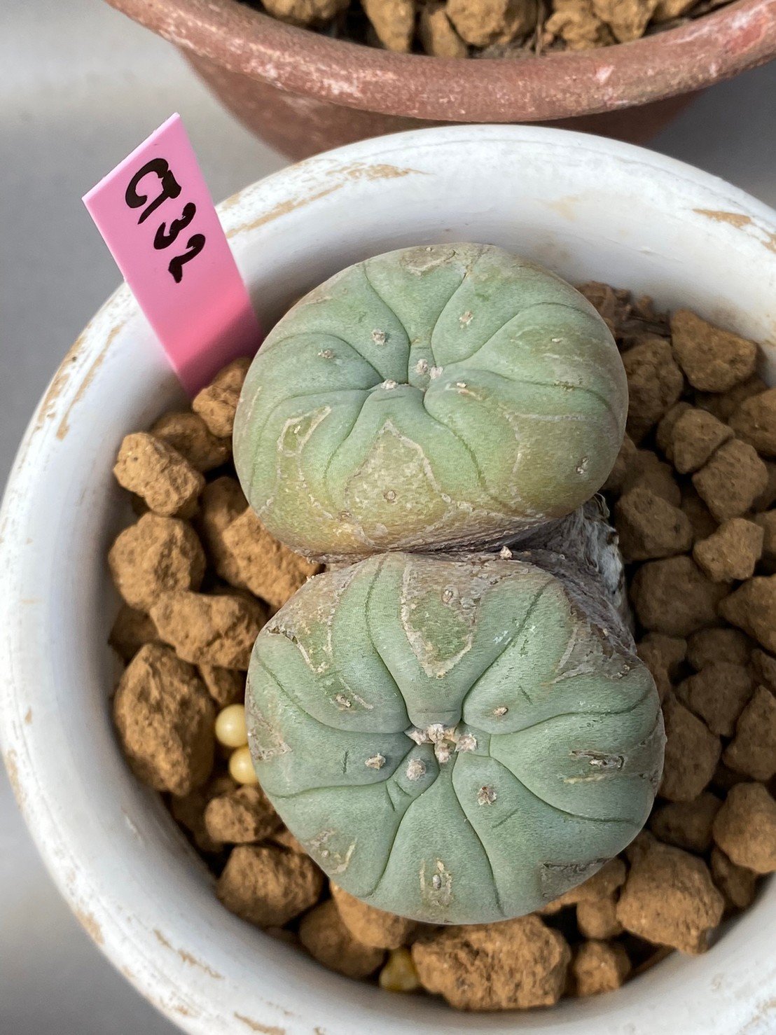 Lophophora williamsii Twin 5-6 cm 11 years old ownroot grow from seed from Japan