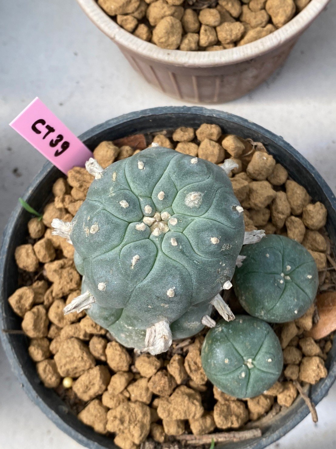 Lophophora williamsii 6 cm 10 years old ownroot grow from seed from Japan