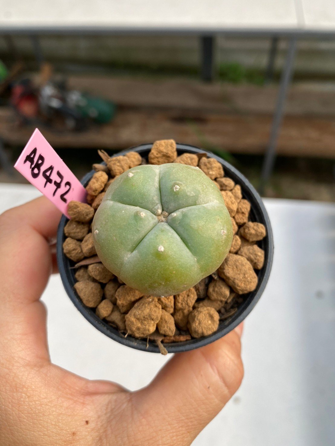 Lophophora williamsii 3-4 cm 7 years old ownroot grow from seed