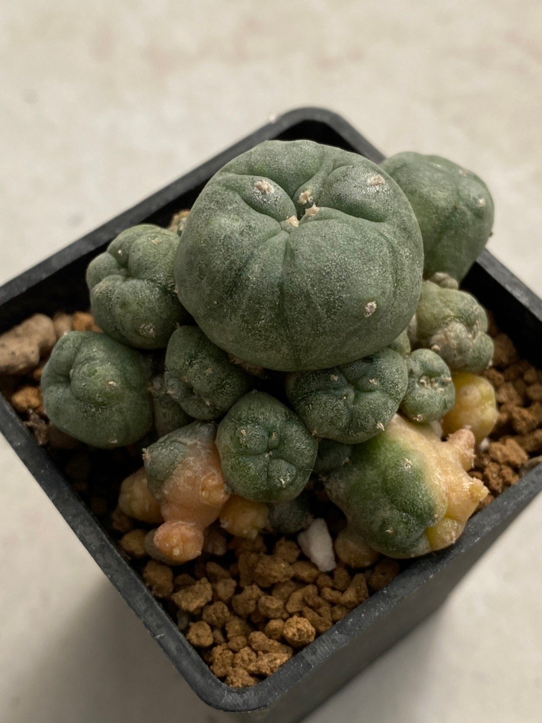 Lophophora williamsii variegata 4-5 cm 10 years old seed ownroot flower  seedling