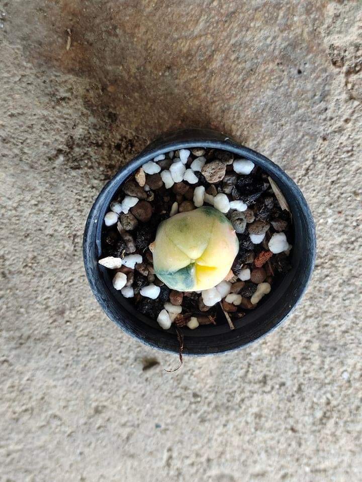 Lophophora williamsii size 2-2.5 cm JAPAN import 4-5 years old - ownroot grow from seed
