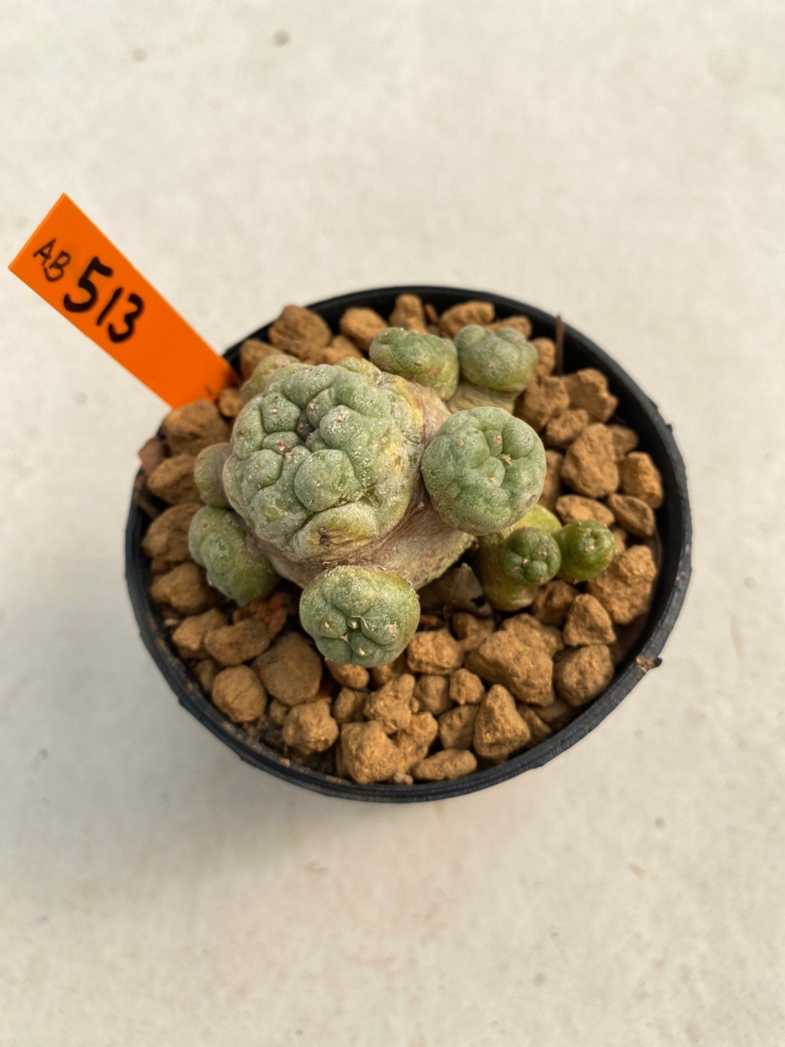 Lophophora Fricii 4-5 cm 12 years old ownroot from seed flowering