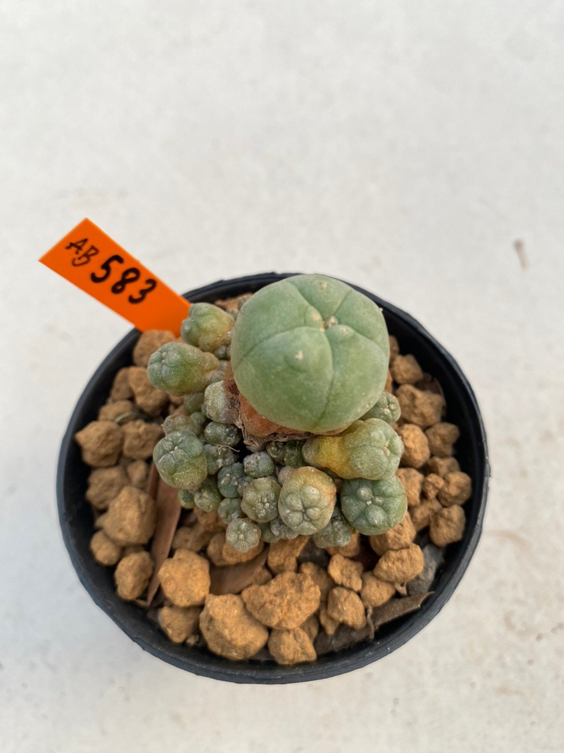 Lophophora Williamsii 5-6 cm 10 years old ownroot from seed flowering