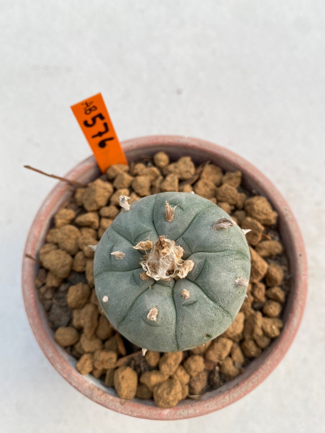 Lophophora Williamsii 4.5-5.5 cm 10 years old ownroot from seed flowering