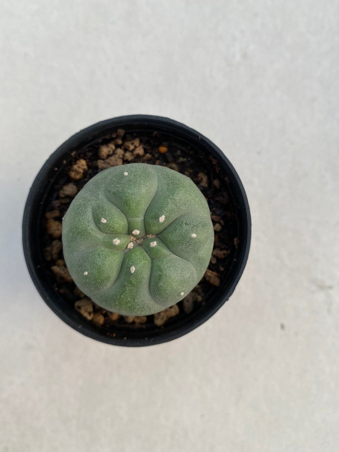 Lophophora Diffusa 3-4 cm 4-5 years old - ownroot grow from seed