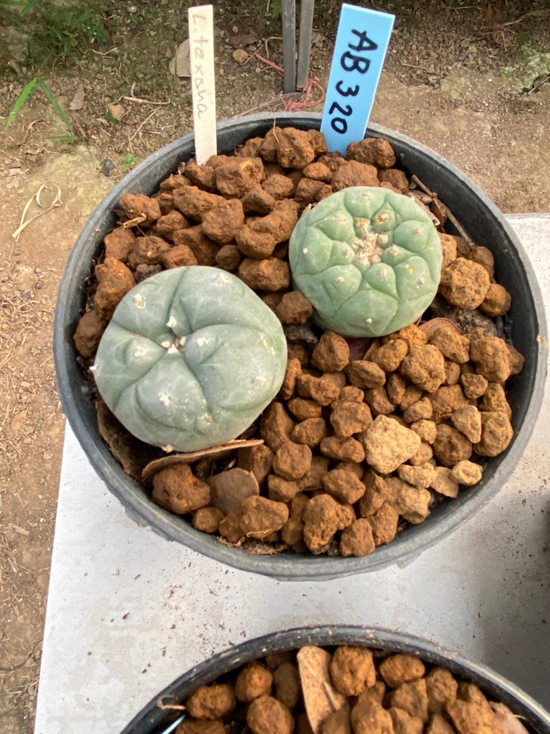 Lophophora williamsii Texana 3-5 cm 8 years old - ownroot grow from seed give flower(copy)