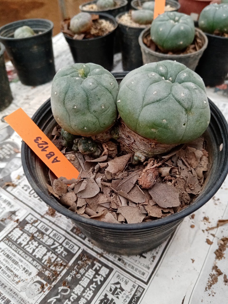 Lophophora williamsii size 4-5 cm 4-5 years old - ownroot grow from seed