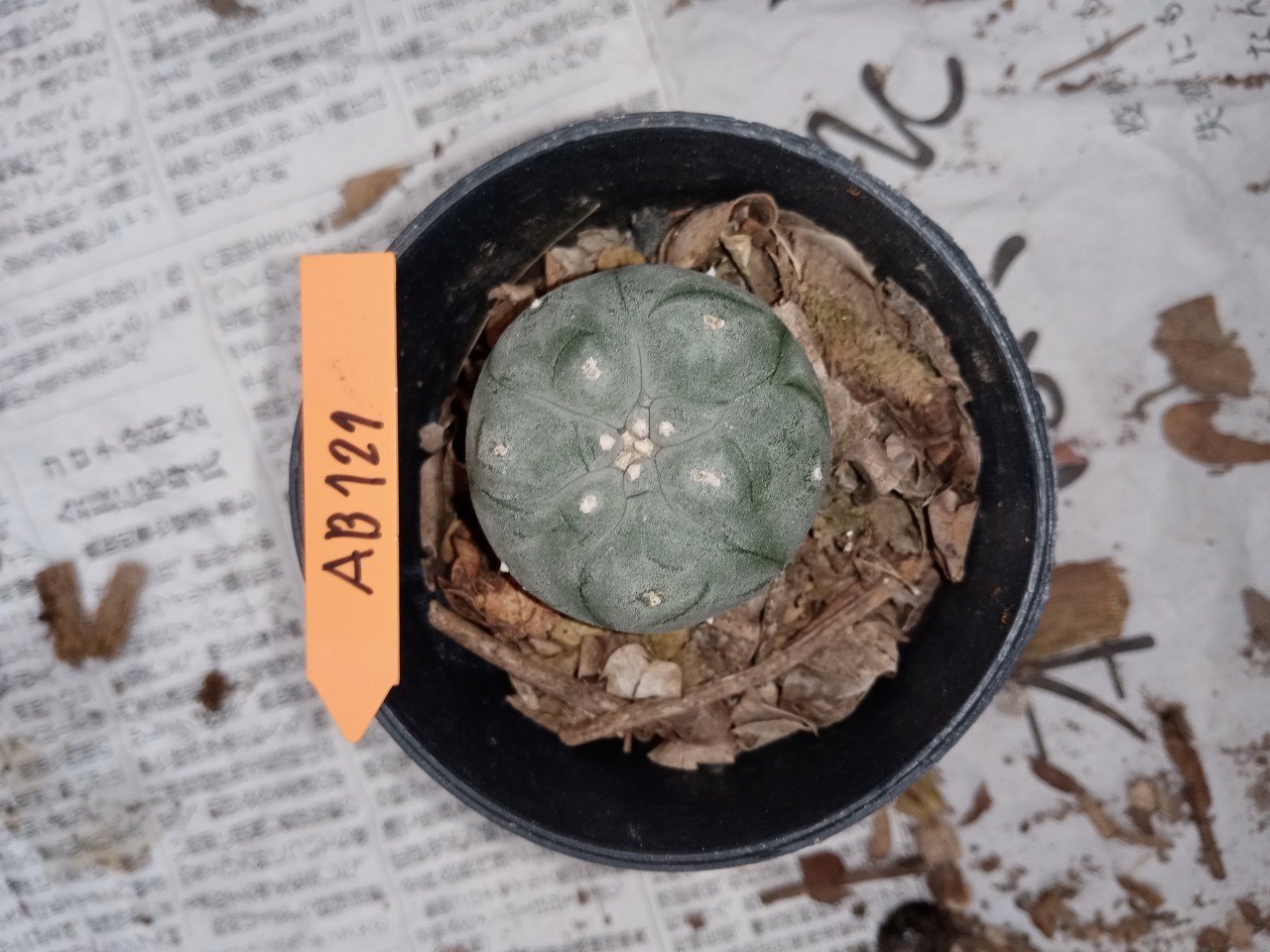 Lophophora williamsii size 3-4.5 cm 4-5 years old - ownroot grow from seed