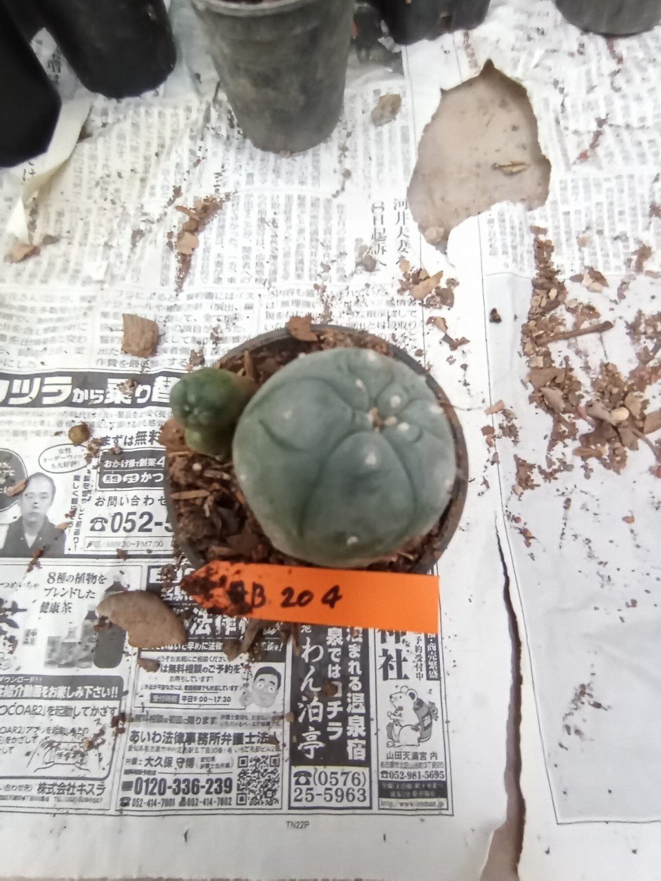 Lophophora williamsii 3-4 cm 4-5 years old - ownroot grow from seed