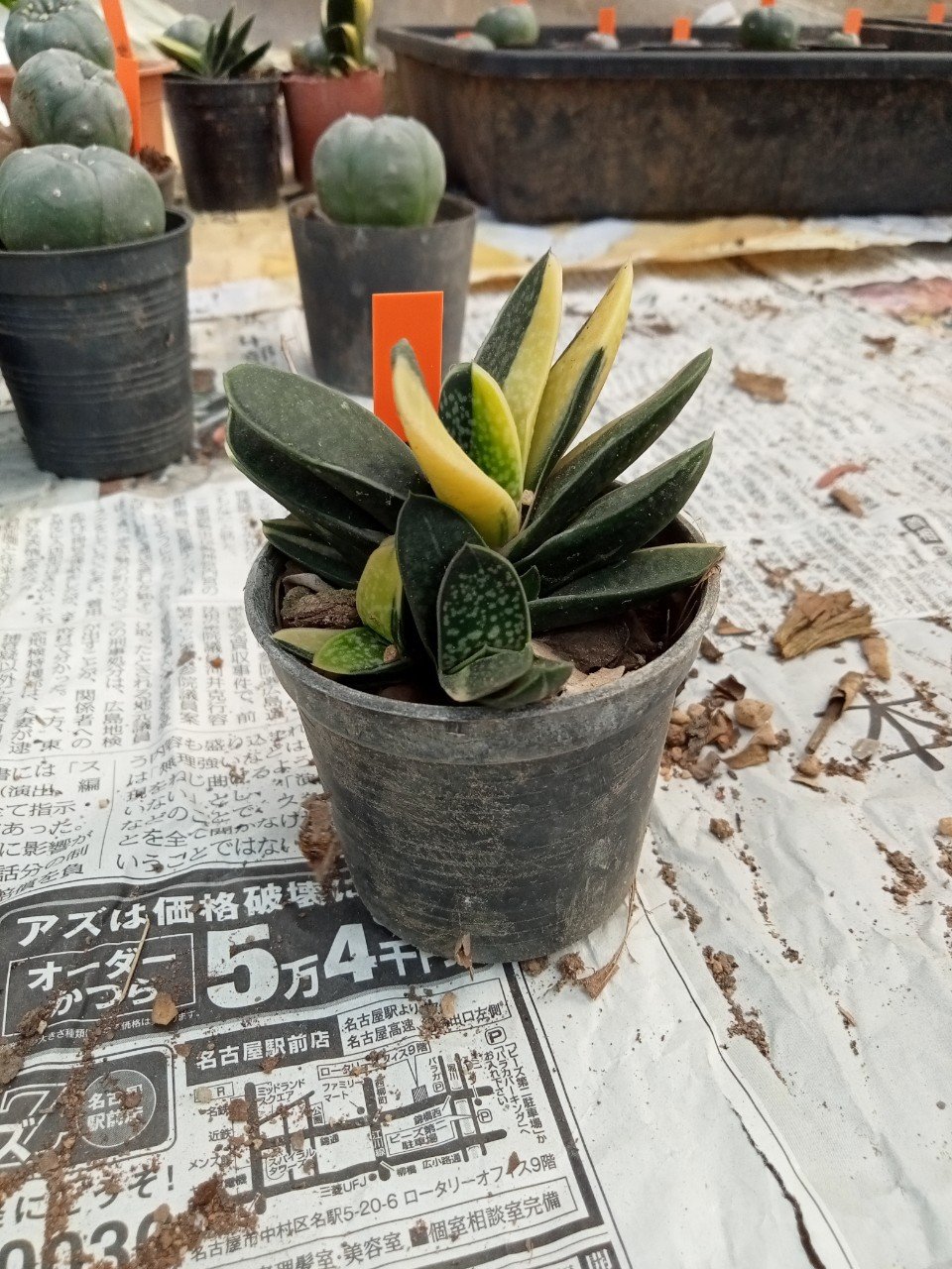 Agave 3-4 cm 10 years old