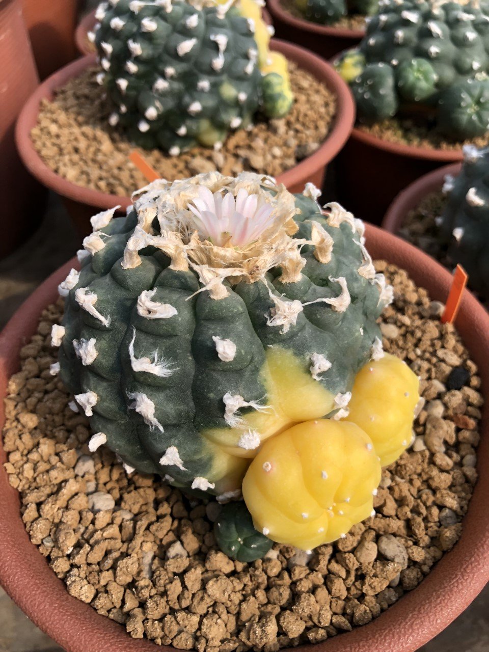 How to grow The Lophophora skin is beautiful, not stained, and most importantly, the hair is long and fluffy all the time.