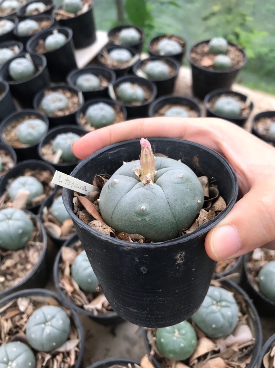 Lophophora williamsii Texana 4-5 cm 7 years old-grow from seed-can give flower and seed