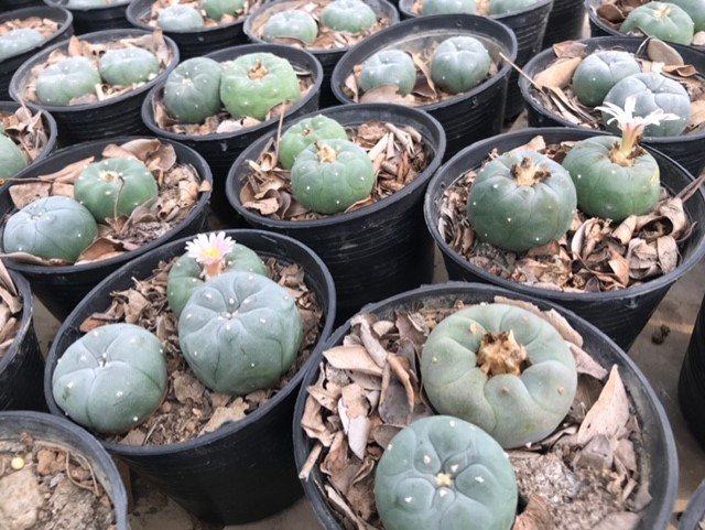 1x Lophophora williamsii Texana 4-6 cm 7 years old-grow from seed-can give flower and seed