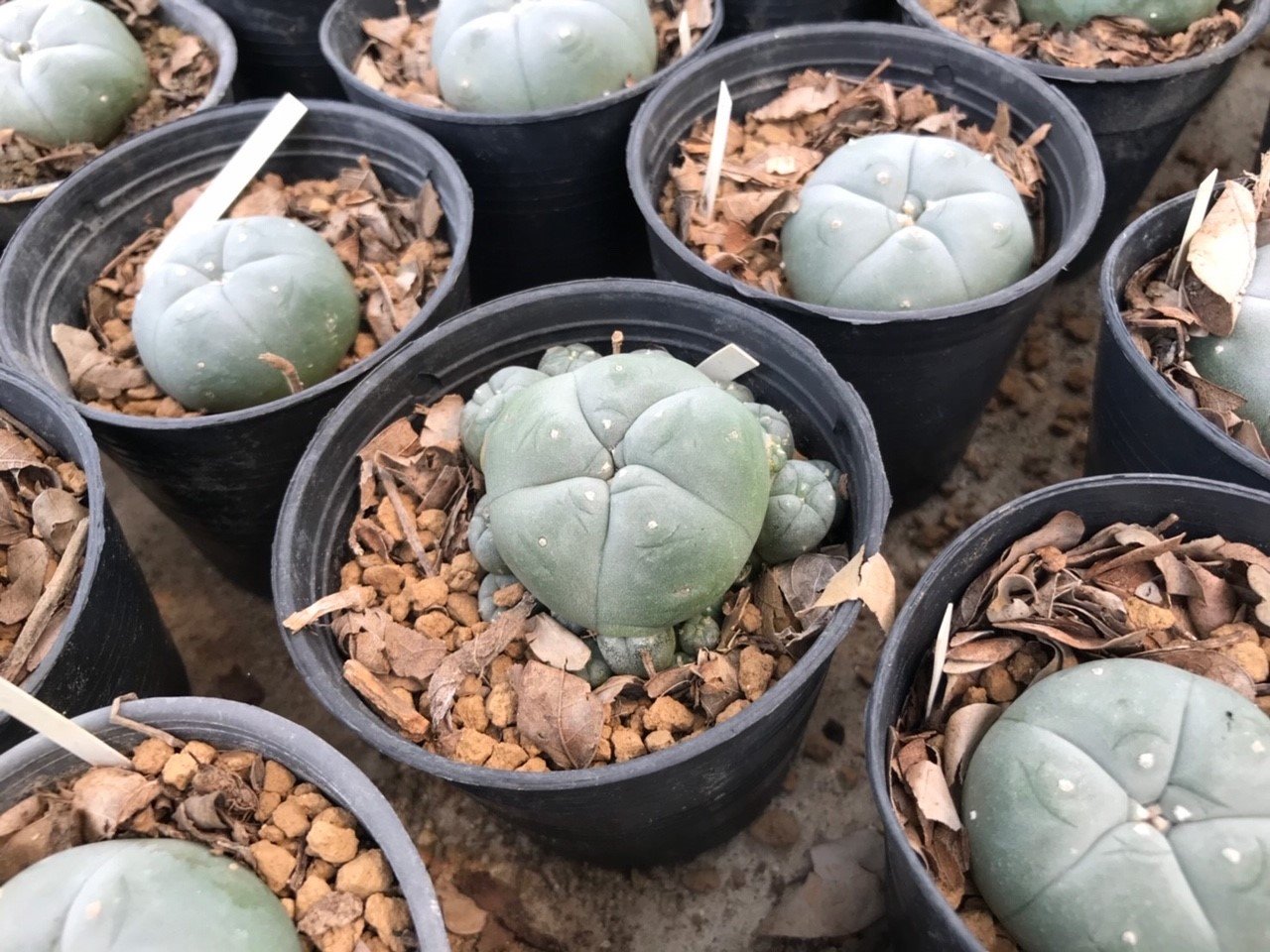 1x Lophophora williamsii Texana 4-6 cm 7 years old-grow from seed-can give flower and seed
