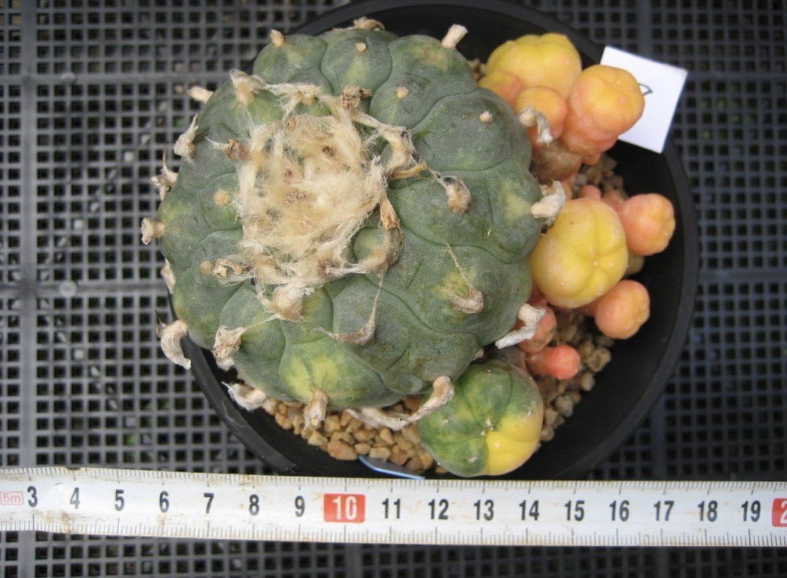 Lophophora williamsii variegata 10 cm 25 years old grow from seed ownroot from Japan