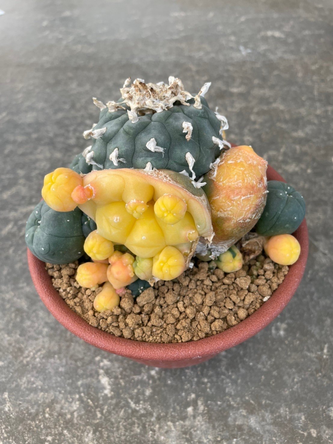 Lophophora williamsii variegata  grow from seed 25 years old - can give flower and seed ownroot