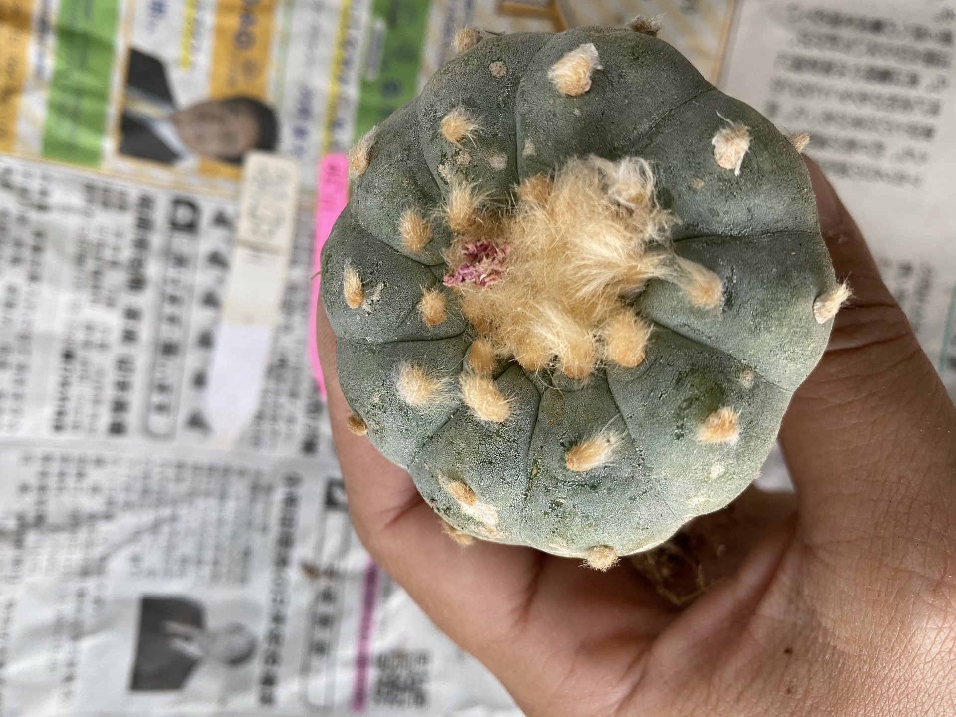 Japan import Lophophora fricii 10 ribs 5-6 cm grow from seed 17 years old - can give flower ownroot