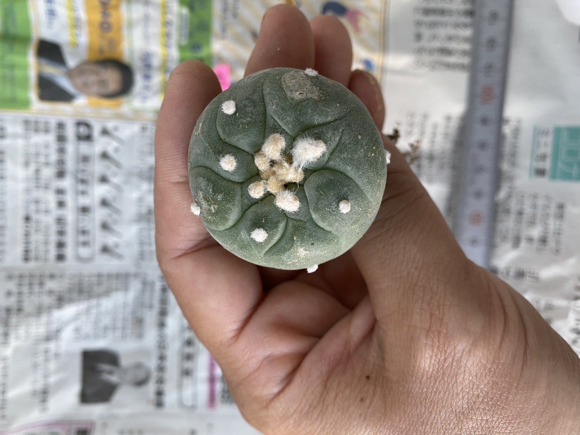 Japan import Lophophora Williamsii  grow from seed 7 years old - can give flower and seed ownroot(copy)(copy)