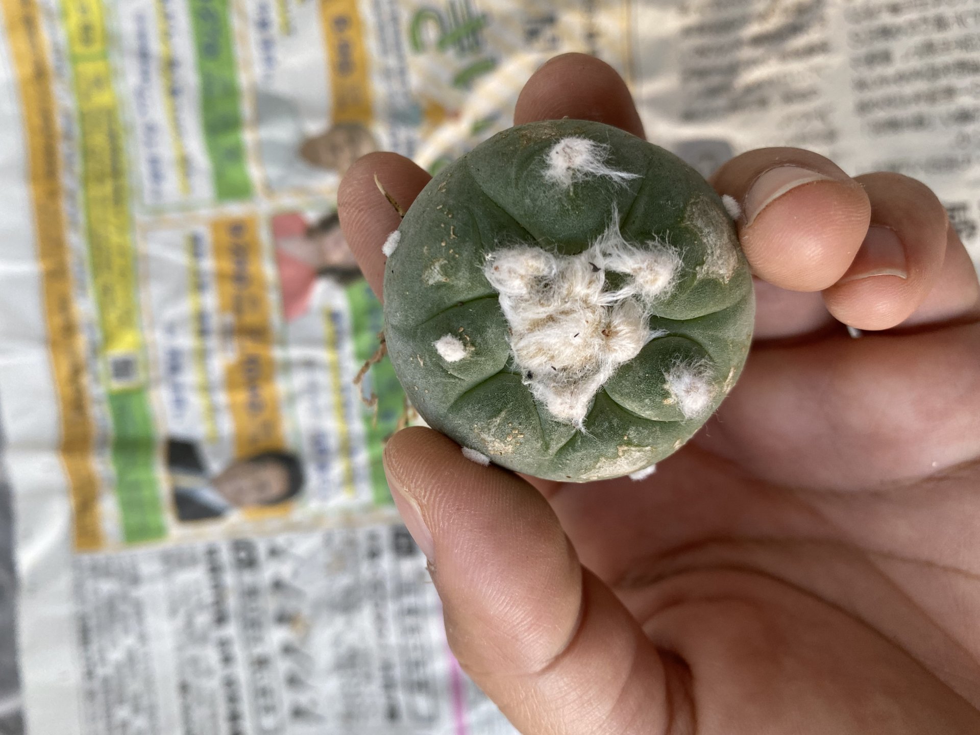 Japan import Lophophora Williamsii  grow from seed 7 years old - can give flower and seed ownroot