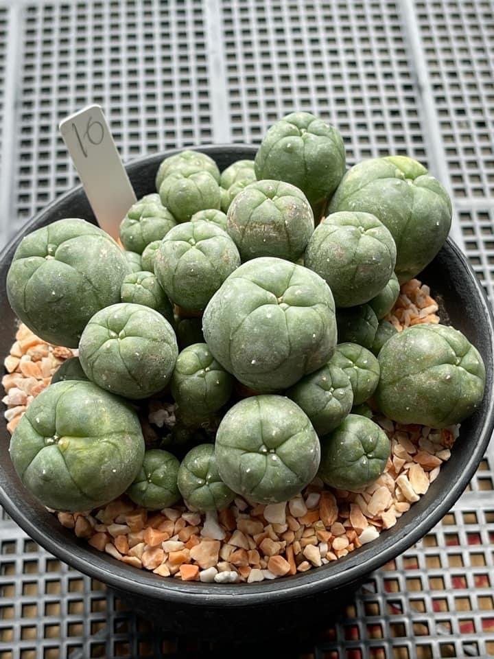 lophophora williamsii variegated size 9-10 cm 15 years old -ownroot  can give flower and seed ship including cites document