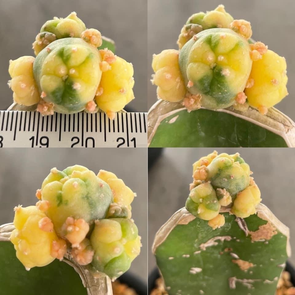 Lophophora williamsii  variegata grow from seed-can give flower and seed(copy)