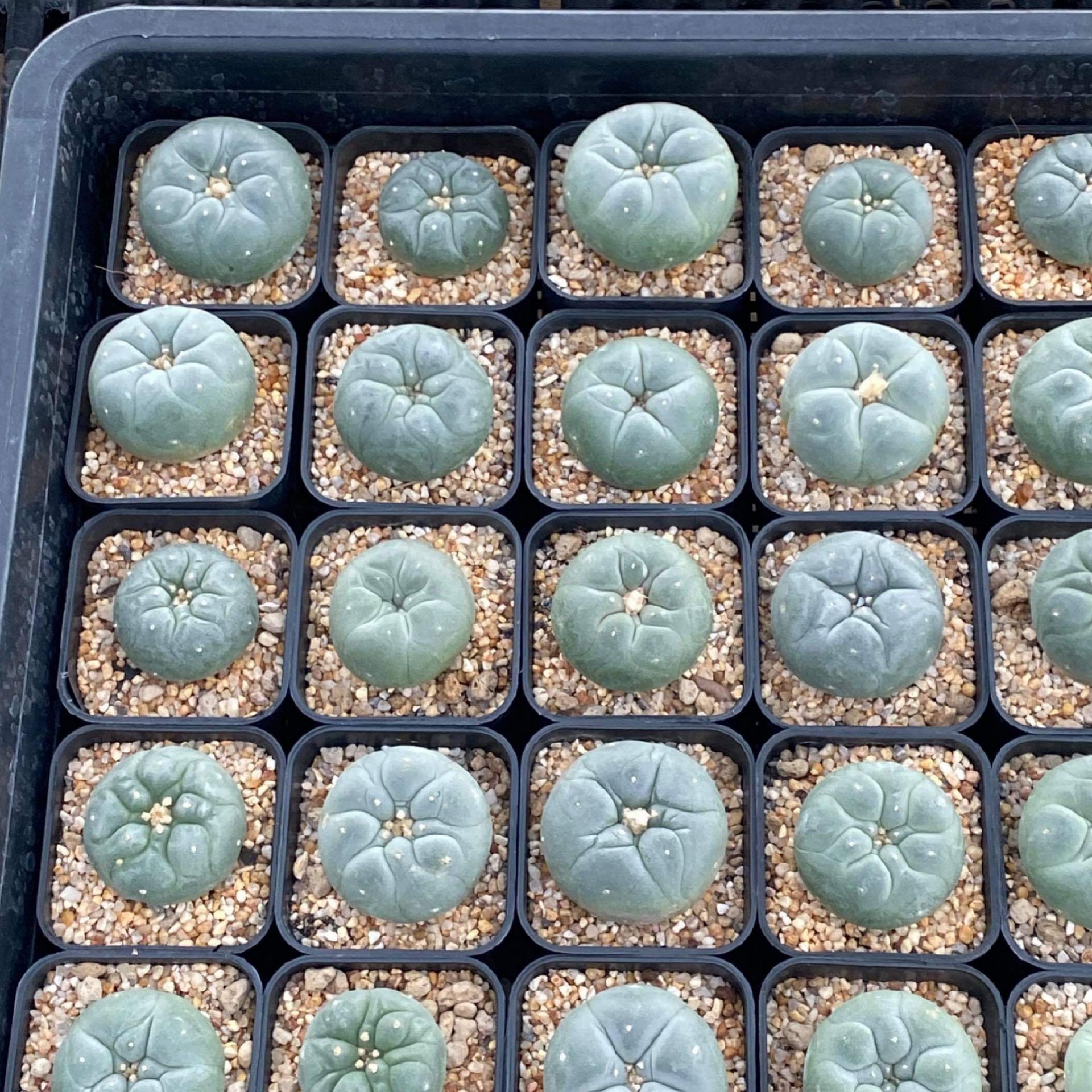 5 plant Lophophora fricii  grow from seed 10 years old - can give flower and seed ownroot