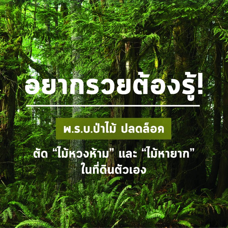 อยากรวยต้องรู้!  พ.ร.บ.ป่าไม้ ปลดล็อคตัด “ไม้หวงห้าม” และ “ไม้หายาก” ในที่ดินตัวเอง