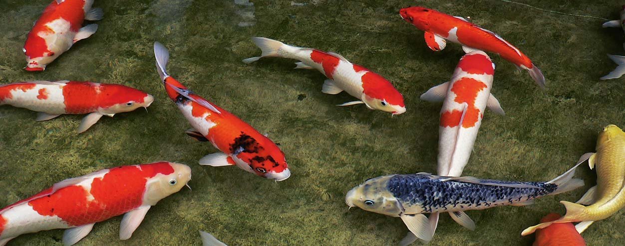 FANCY CARP
